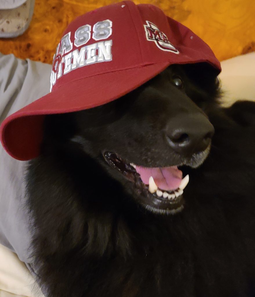 Abby the Belgian Shepherd goes to UMass Amherst.